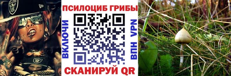 Псилоцибиновые грибы MAGIC MUSHROOMS  Купить закладки  Ельня 